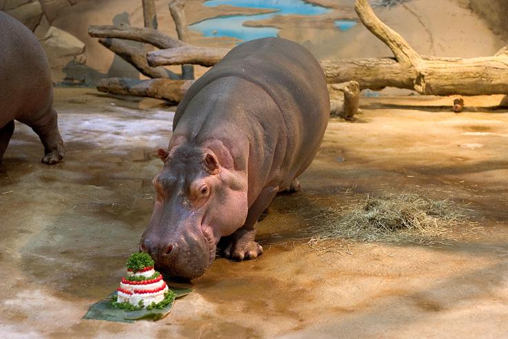 Hippos at Adventure Aquarium in Camden New Jersey