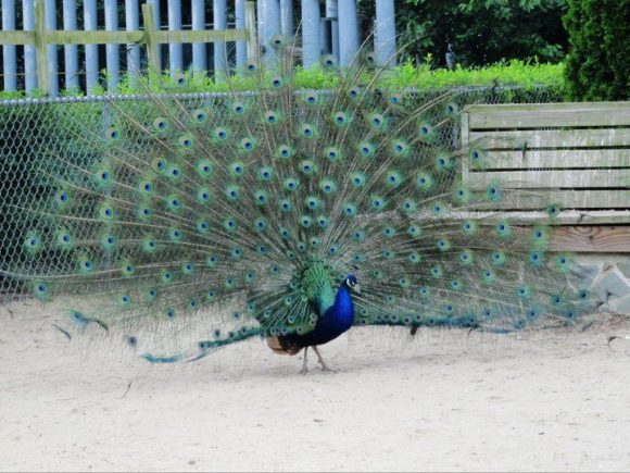 Popcorn Park Zoo, peacocks