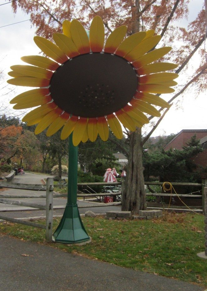 large sunflower at Turtle Back Zoo in West Orange NJ