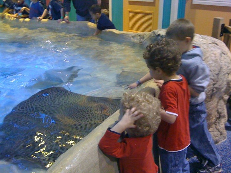 sting rays at adventure aquarium in Camden New Jersey