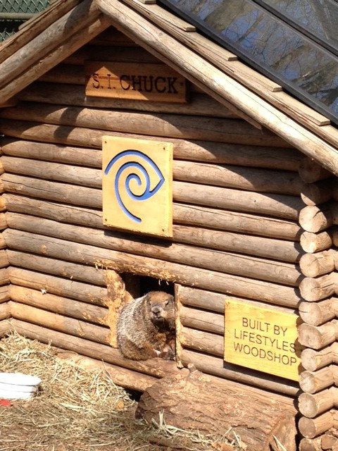 Staten Island Chuck at the Staten Island Zoo