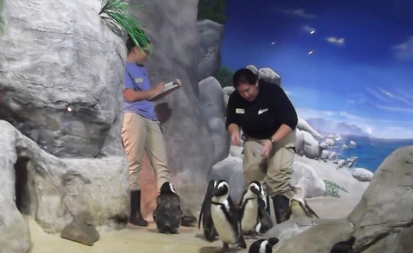 penguins at Jenkinson's Aquarium