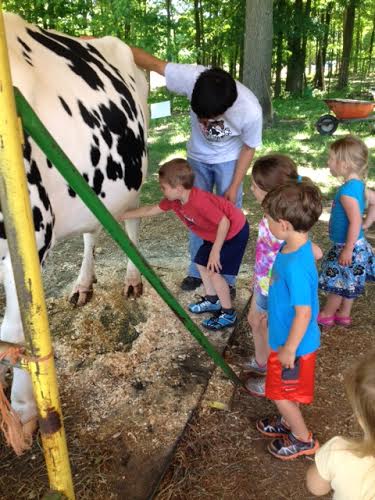 Milking a cow at Green Meadows Farm Monmouth County