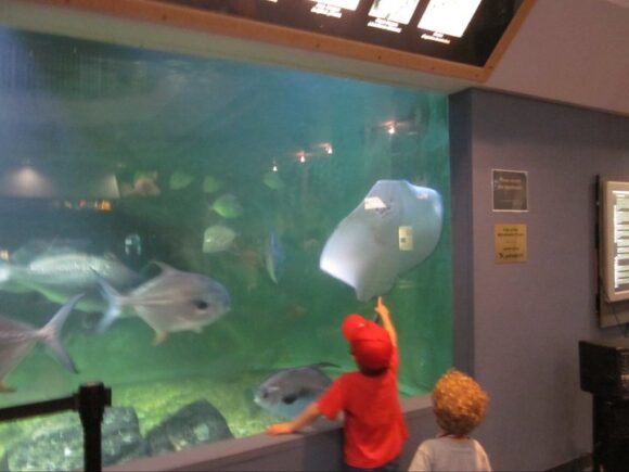 boys looking at fish tank in AC aquarium 2011