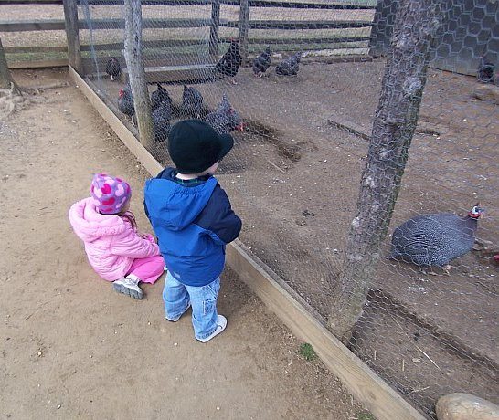 chickens at longstreet farm in Monmouth county