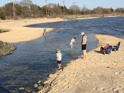 Wading at Gateway National Recreation Center (Sandy Hook)