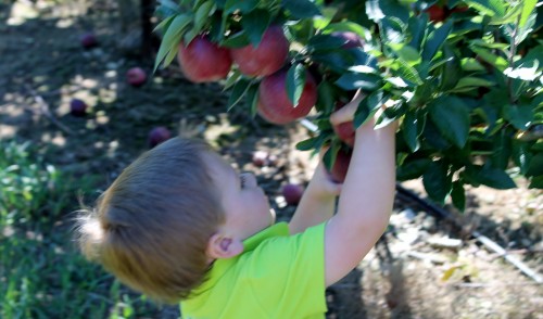 New Jersey farms with apple picking.