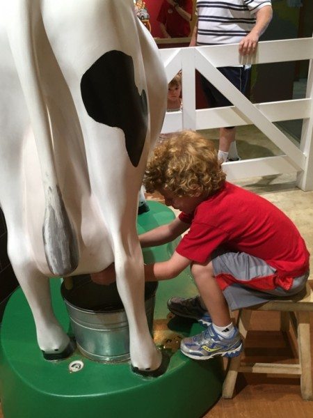 Turkey Hill Experience milk cow