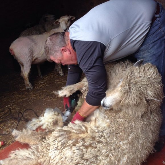 shearing1