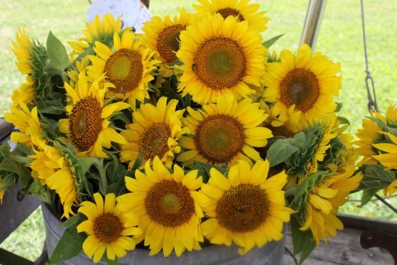 sunflowers from Good Old Days Sunflower Farm in woodbine