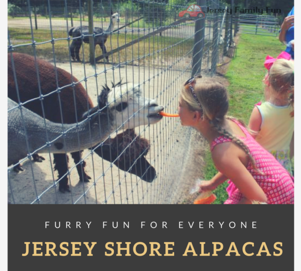 Jersey Shore Alpacas!