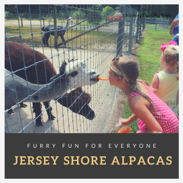 Jersey Shore Alpacas!
