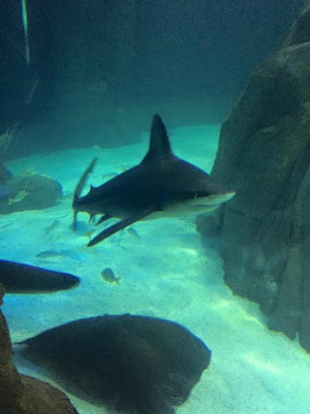 Sharks at Adventure Aquarium