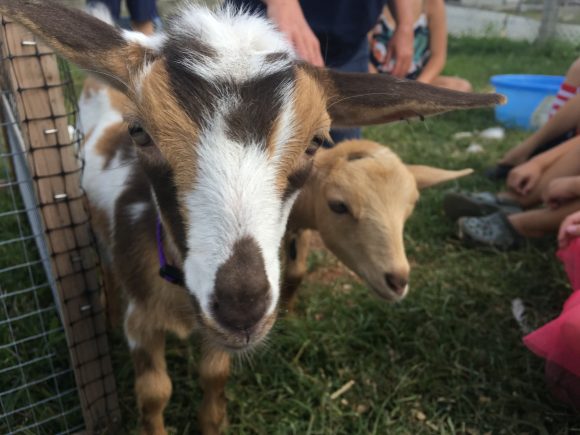 petting zoo wall nj