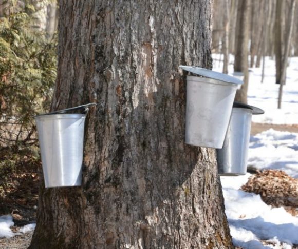 Maple Sugaring New Jersey