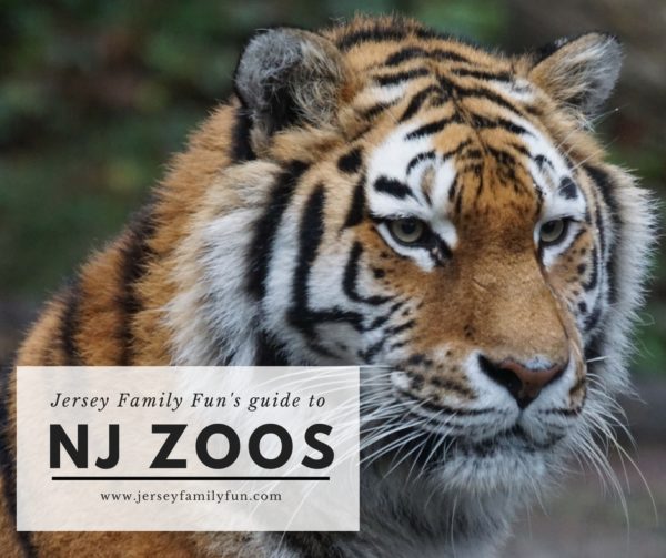New Jersey Zoos photo credit Jersey Family Fun