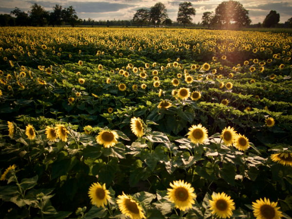 Sunflowers at Johnson Locust Farm in Jobstown New Jersey