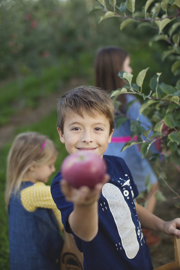 Picking apples from a New Jersey apple orchard at Johnson Locust Hall Farm