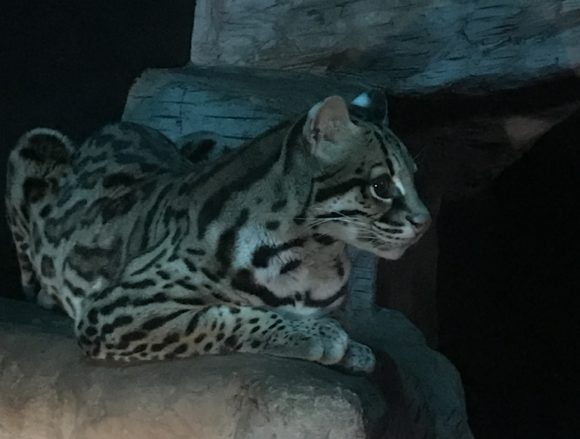 Ozzie the Ocelot at ZooAmerica in Hersheypark