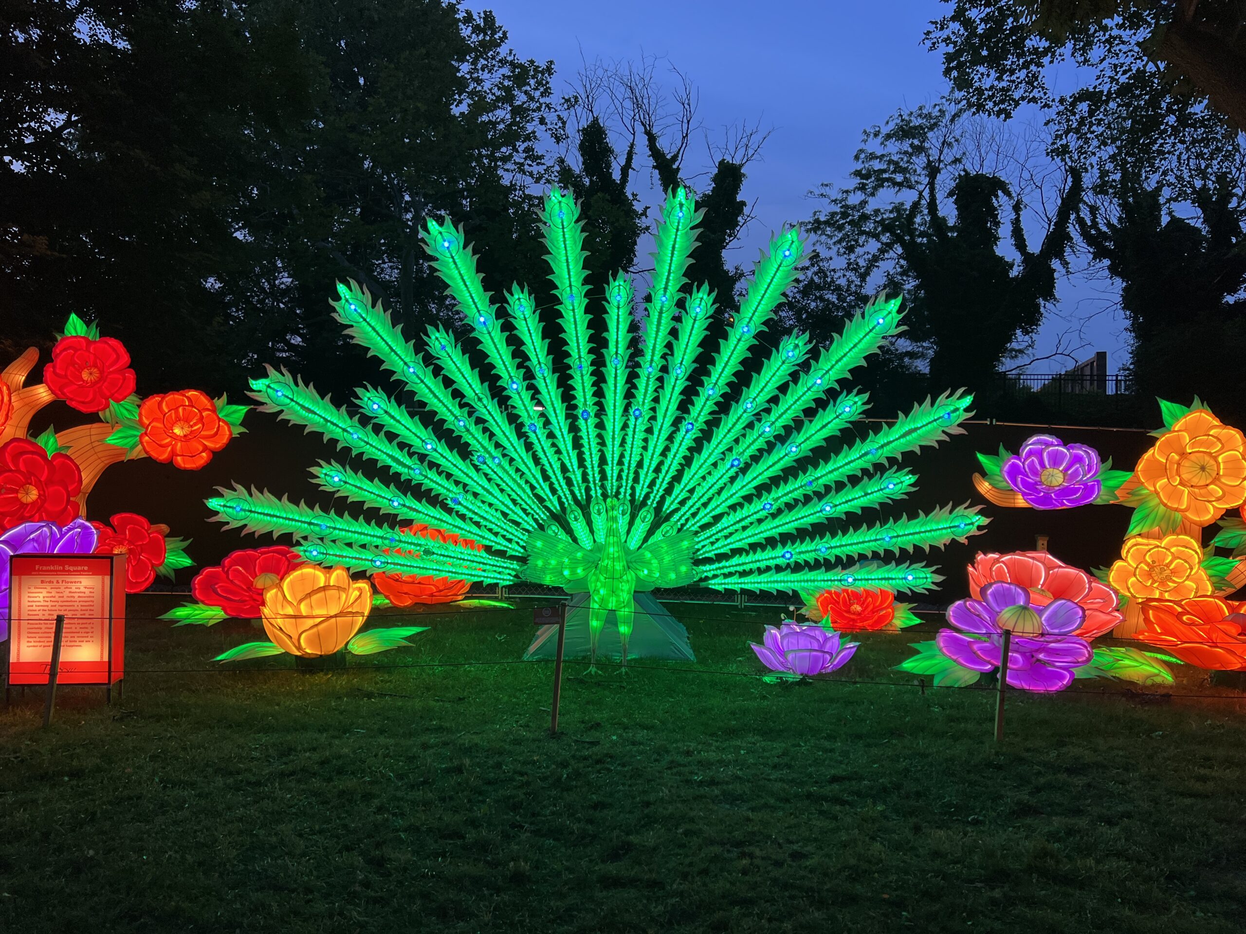 Birds and Flowers at Philadelphia Chinese Lantern Festival WIDE peacock green fully open WIDE