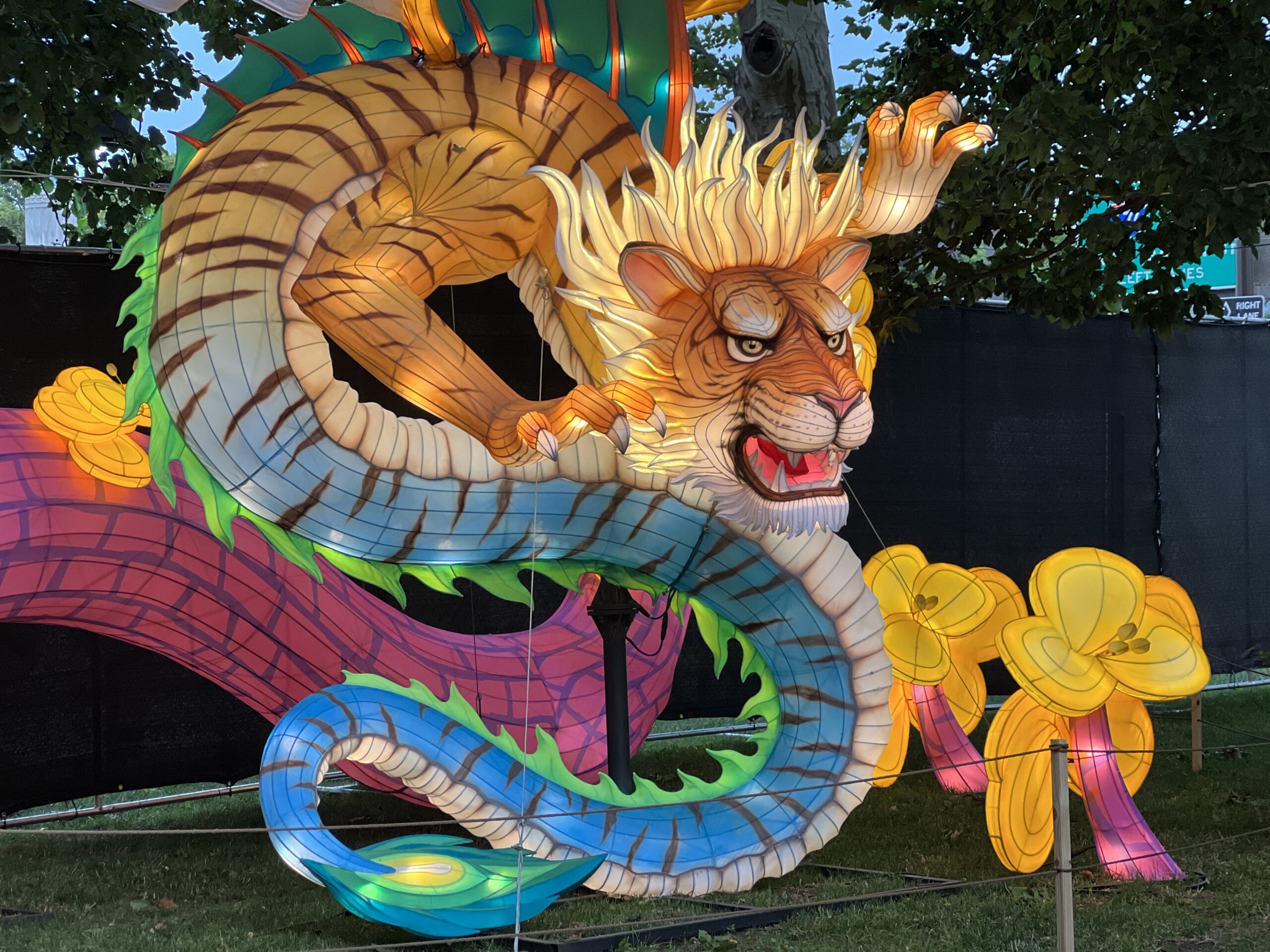 Mythical Creature Zoo Wu lion dragon at Philadelphia Chinese Lantern Festival lit up at dusk WIDE