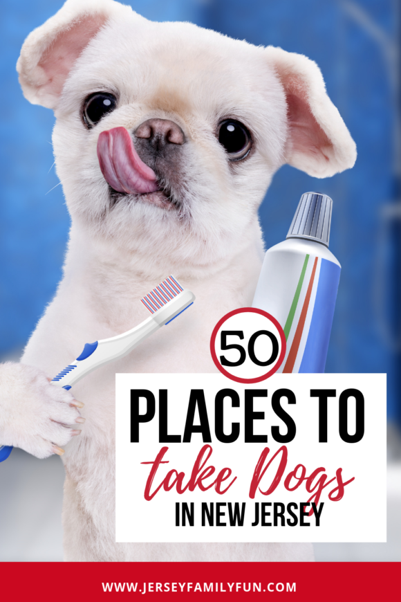 50+ Places to Take Your Dog in New Jersey ~ Jersey Family Fun