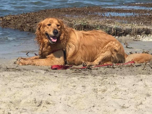 Jersey on dog beach at the Resort at Massey's Landing