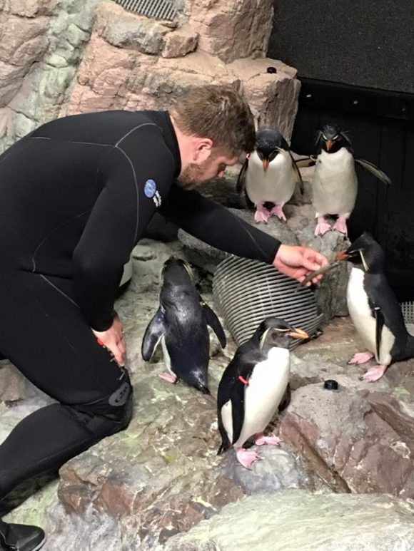 In Boston New England Aquarium penguin feeding time.
