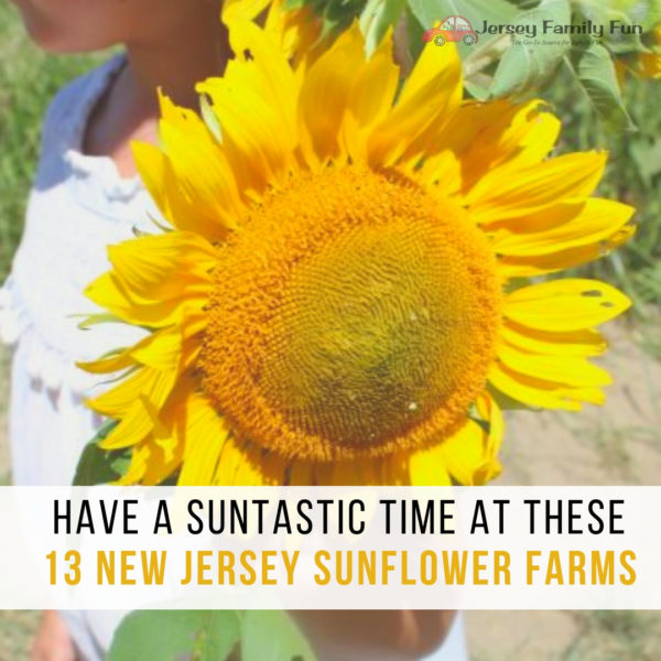 New Jersey Sunflower Farms