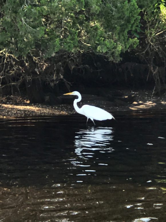 Tuckerton Seaport Boat tour saw an egret