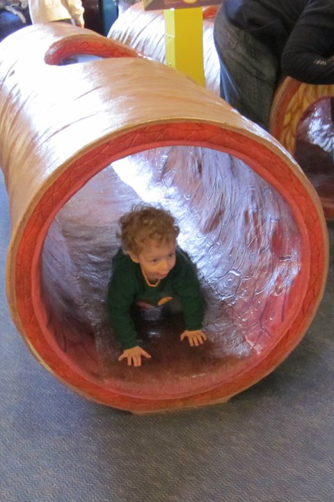 Franklin Institute toddlers love to play by crawling through the arteries.
