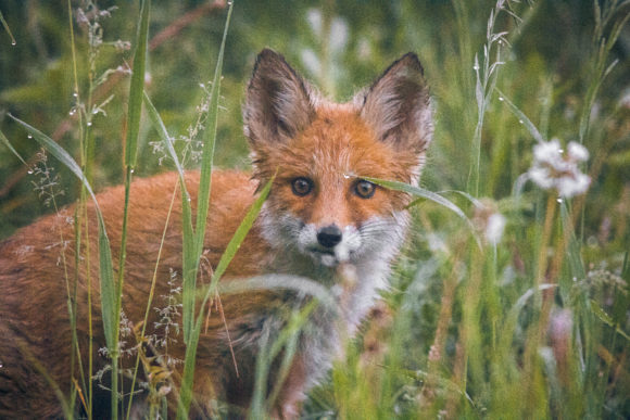 a fox stands in the grass at a zoo drive thru in New Jersey
