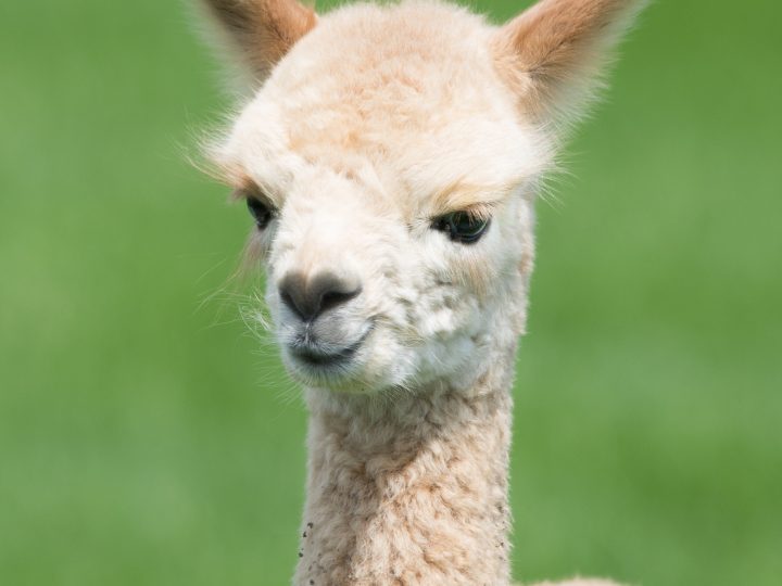 llama