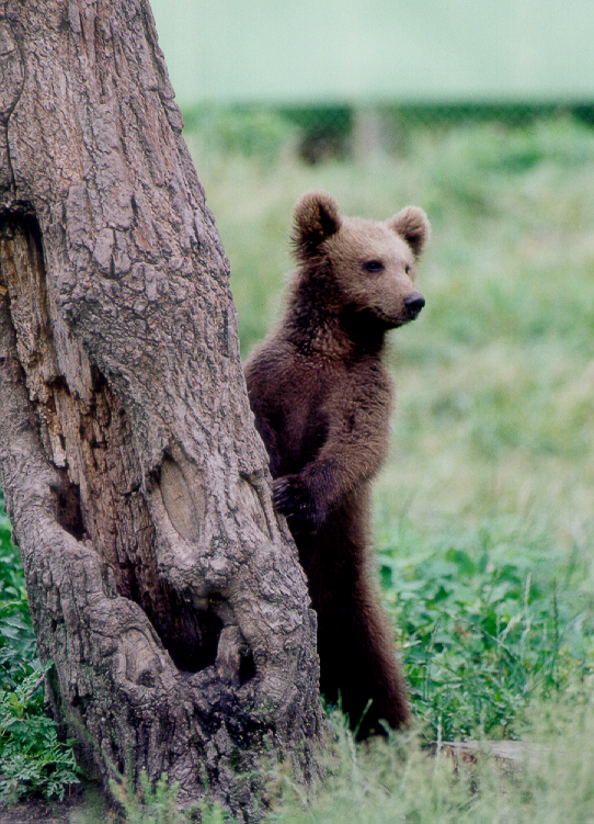 bear cub at Six Flags great adventure safari
