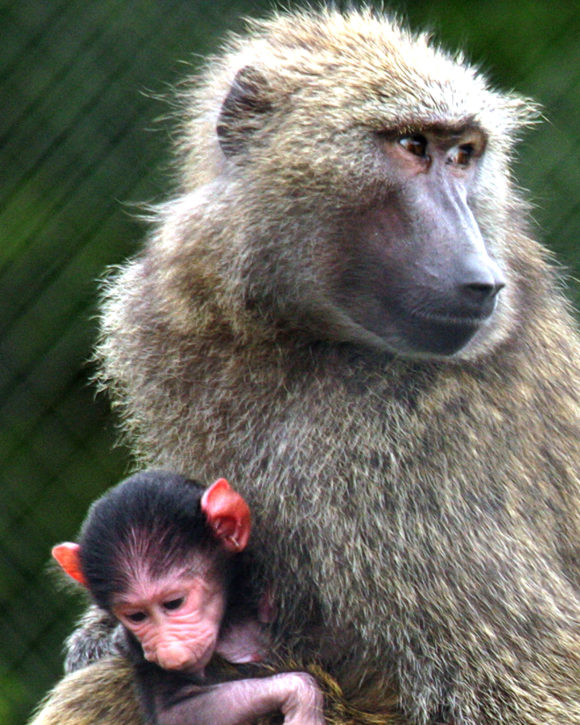 A baby baboon born at Six Flags Great Adventure in 2020. Photo Credit Six Flags.