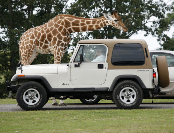 Drive thru to see giraffes at the Great Adventure Safari