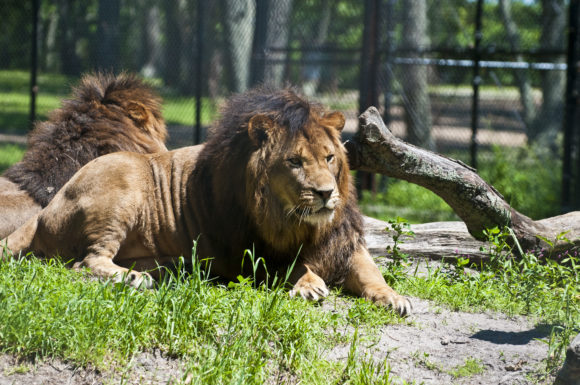 Male lions at the Great Adventure safari