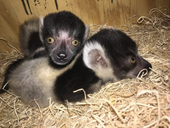 See the black and white baby lemurs when the Philadelphia Zoo reopens