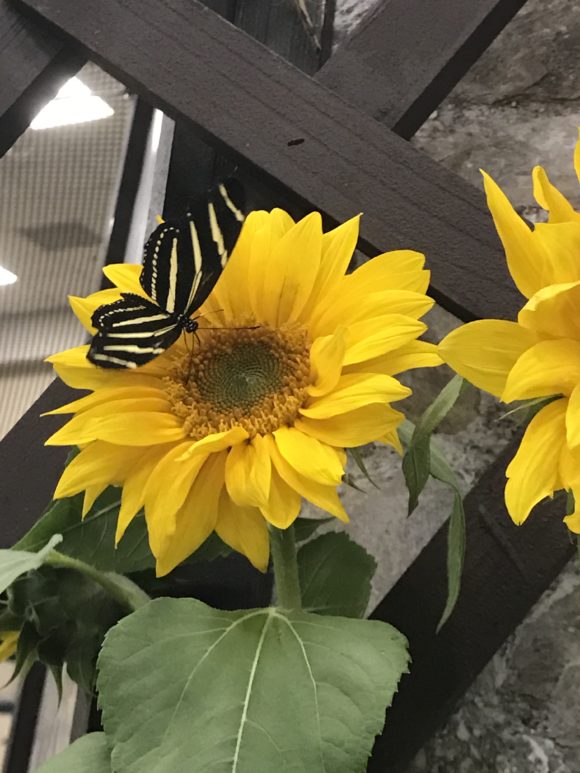 a butterfly lands on a sunflower in a sunflower exhibit