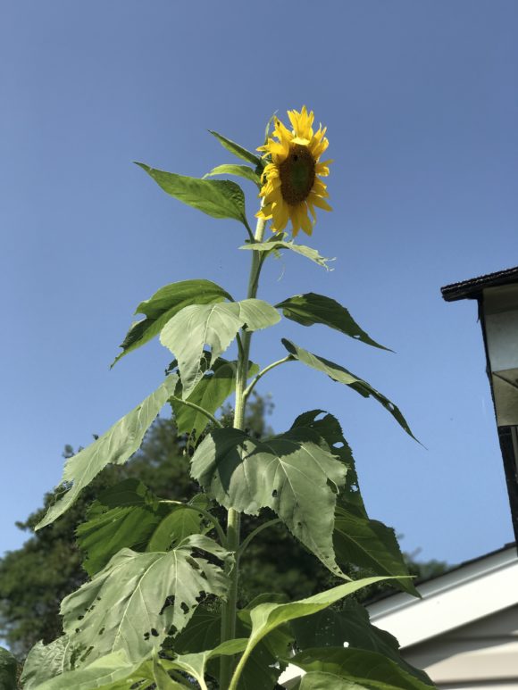a very tall sunflower
