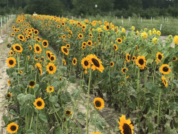 Field of sunflowers