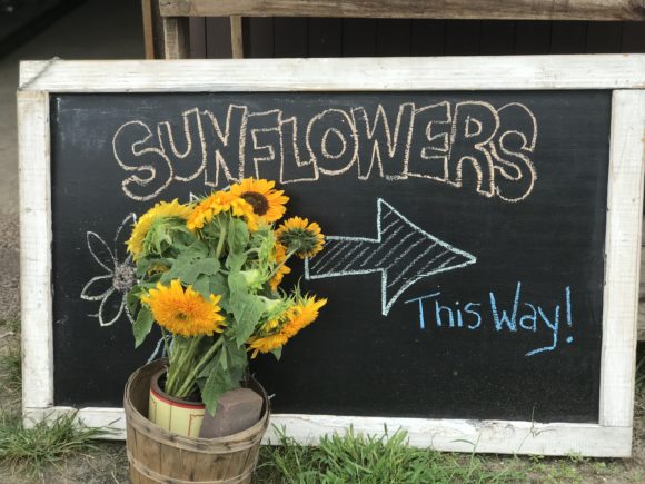sign pointing in the direction of the sunflower field