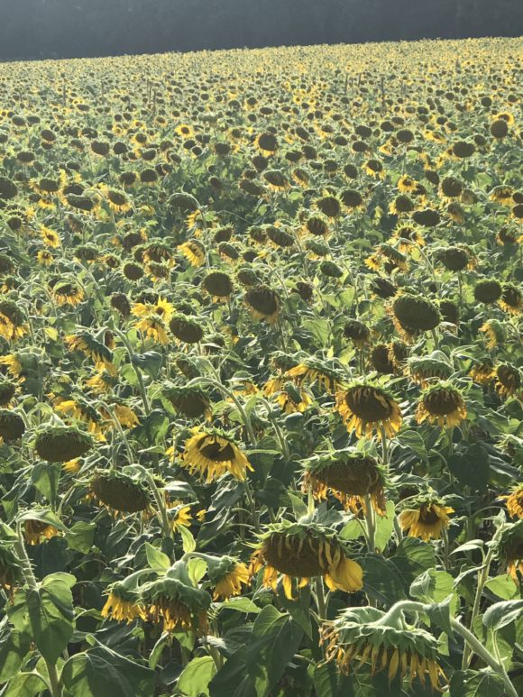 a field of droopy sunflowers - tips for visiting sunflower farms