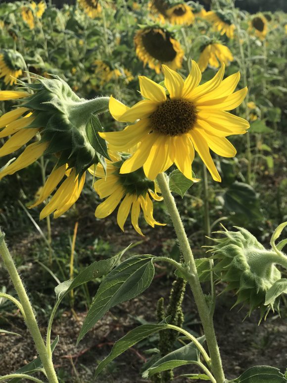 sunflowers