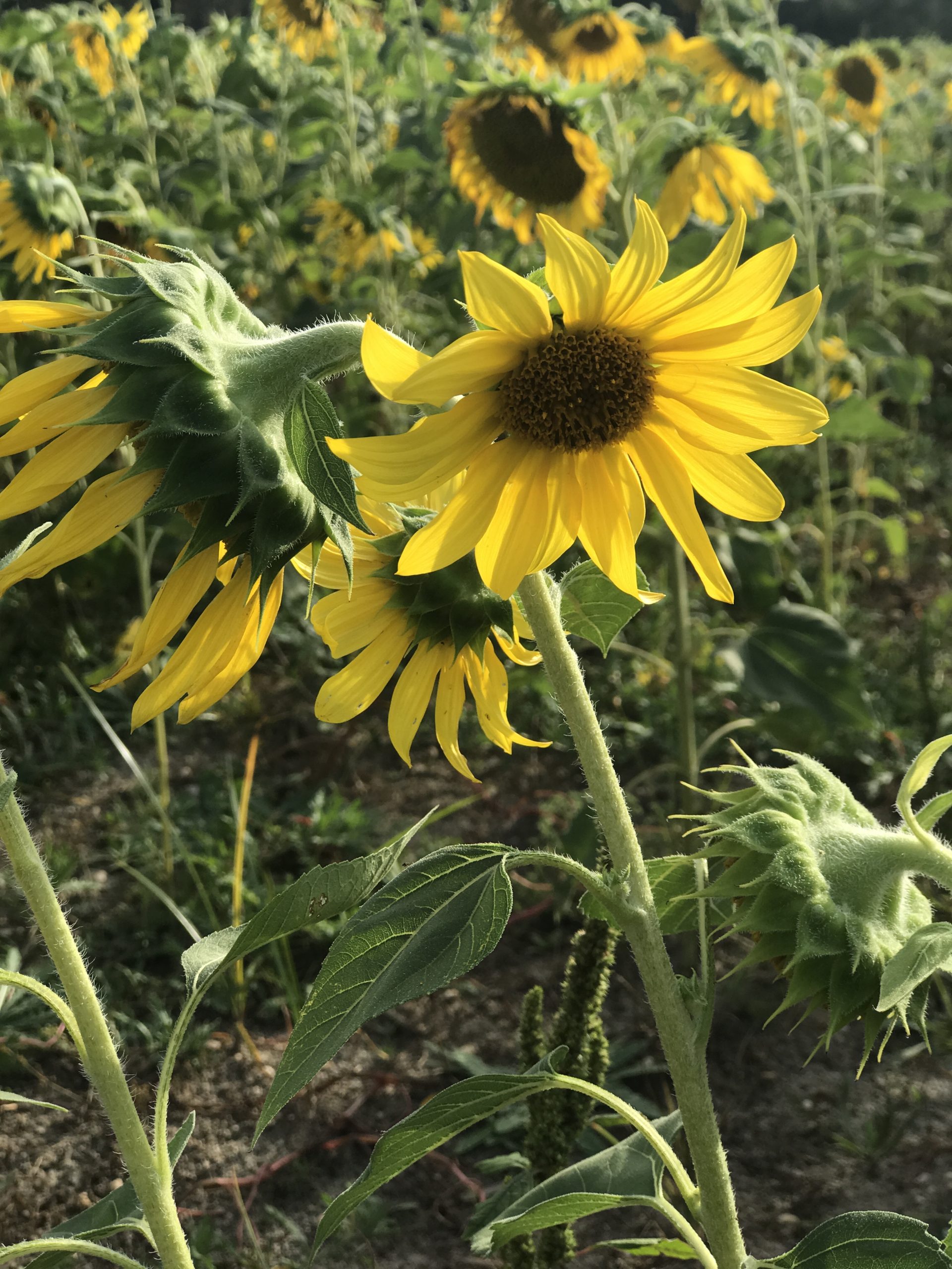 sunflower field at sahls father son farm