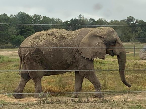 Six Flags Great Adventure Drive Thru Safari elephant
