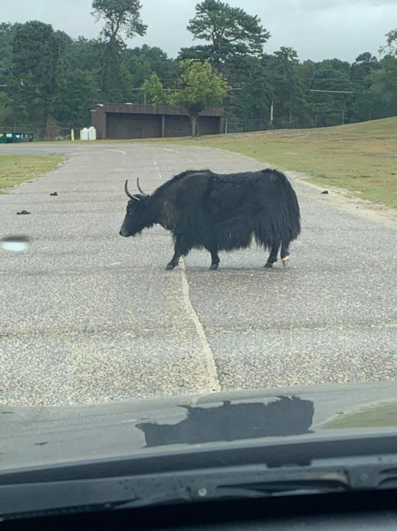 Six Flags Great Adventure Drive Thru Safari yak