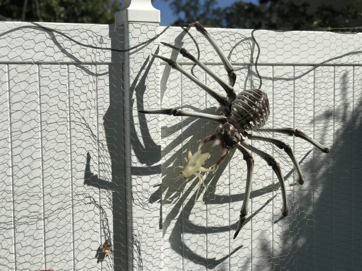 Halloween outdoor decor spider web
