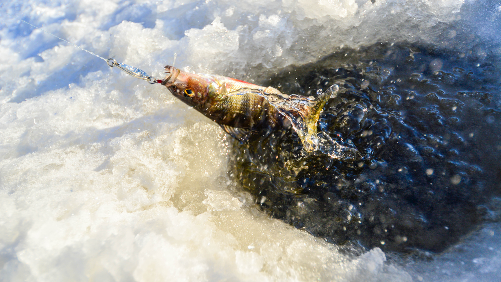 a fish being pulled from the ice in New Jersey