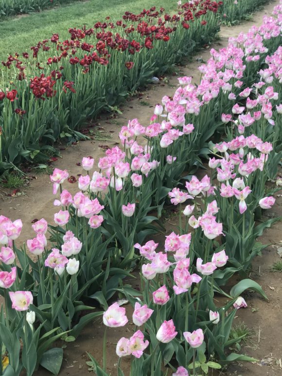 Avoid visiting tulip festivals on a windy day